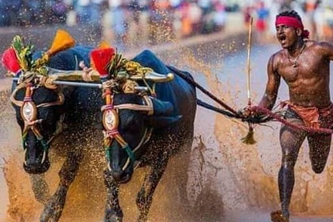 kambala