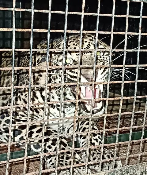 leopard-at-bone