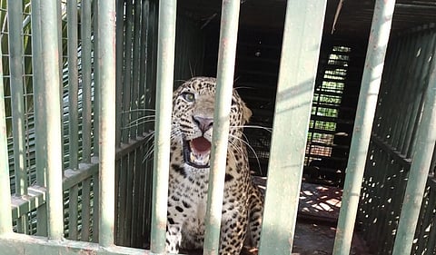 leopard captured in mysore