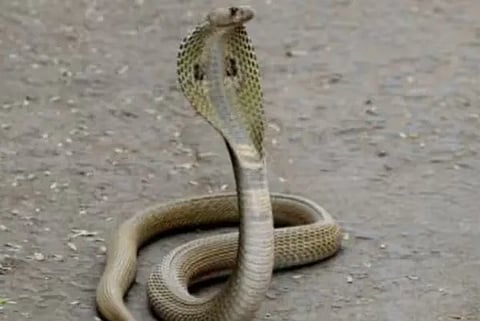 naga