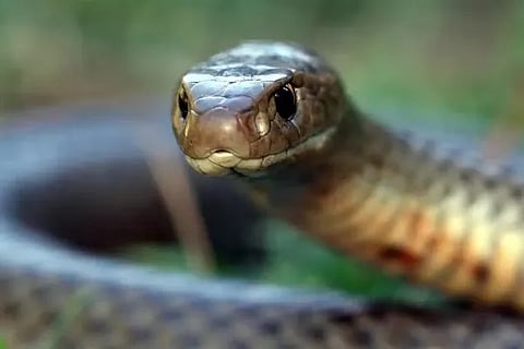 snake 11
