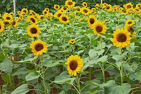 sunflower