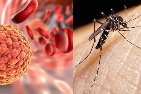 zika virus