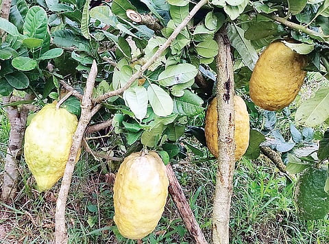 ಚಿತ್ರ 21ಎಸ್ ಡಿ ಪಿ 02