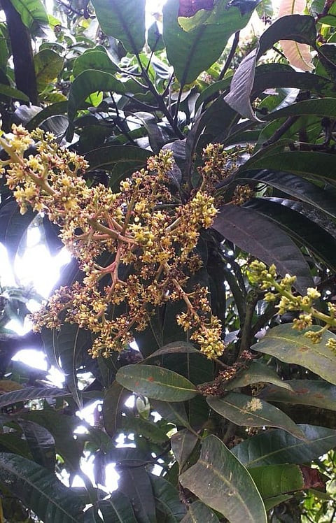 07-12-rama-Mango2