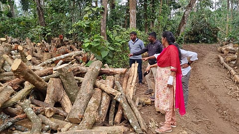 ಬೆಲೆಬಾಳುವ ಮರಗಳ ಮಾರಣ ಹೋಮ:ಸ್ಥಳಕ್ಕೆ ತಹಸೀಲ್ದಾರ್ ಮಮತಾ ಭೇಟಿ