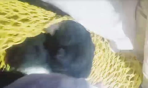 ಕಾಡಿನಿಂದ ನಾಡಿಗೆ ಬಂದ ಜಾಂಬವಂತ