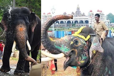 Arjuna Elephant