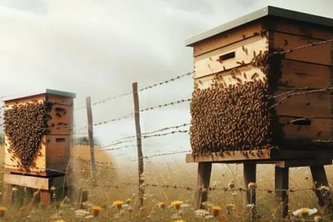 Bees as the defenders