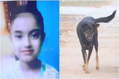 Dog Attack