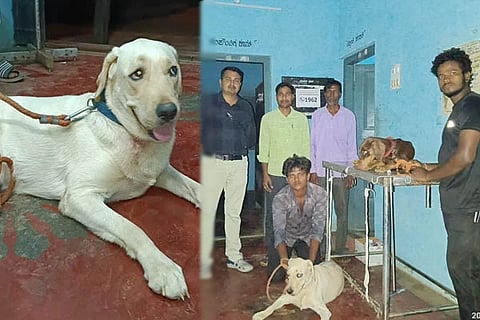 Dog Blood Donates