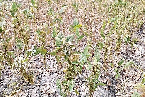 Drought Relife