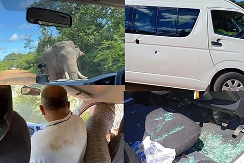 Elephant Attack