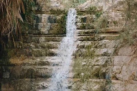 Find the Jaguar