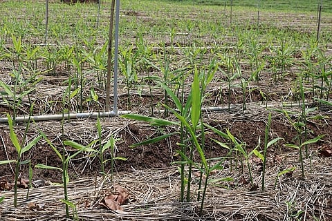 Ginger cultivation is increasing in the district