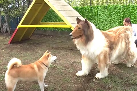 Japanese Man Dog