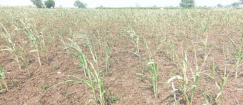 Kadale crop