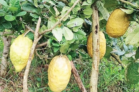 Lemon