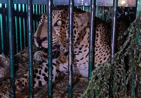 Leopard capture