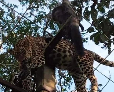 Leopard died by current shook