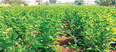 Reshme krishi in byadgi