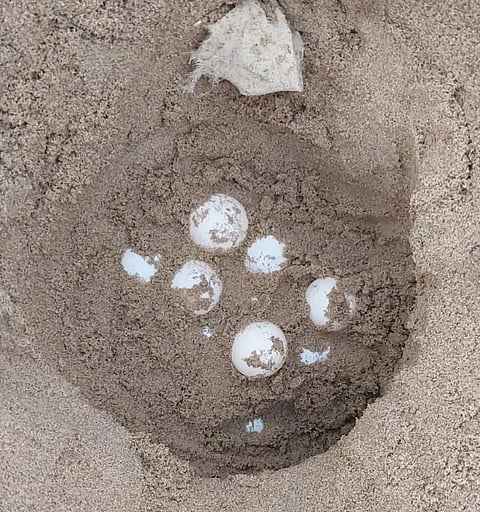 See turtle egg