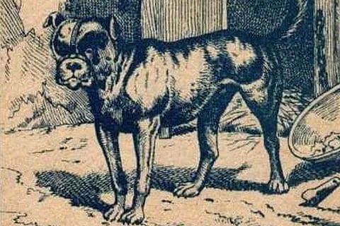 Spot Dog Owner