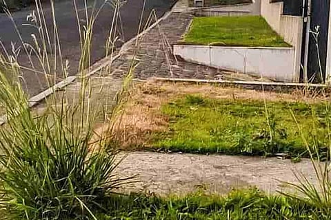 Spot the Cat