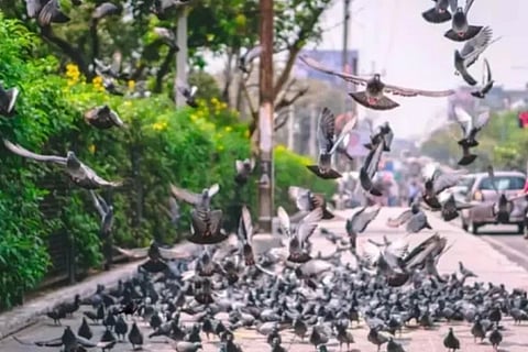 Spot the Crow