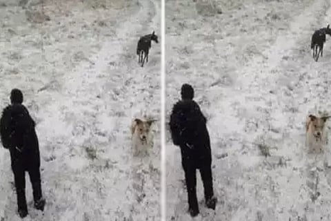 Spot the Dog