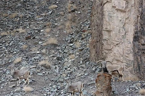 Spot the Leopard 1