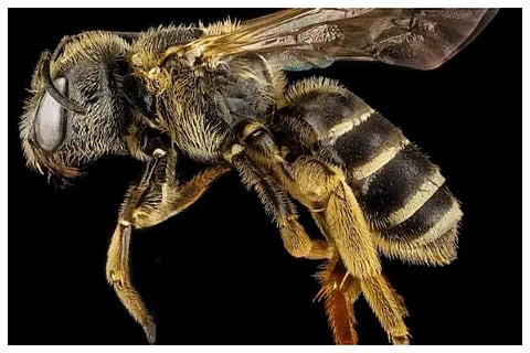 bee