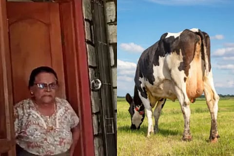 cow