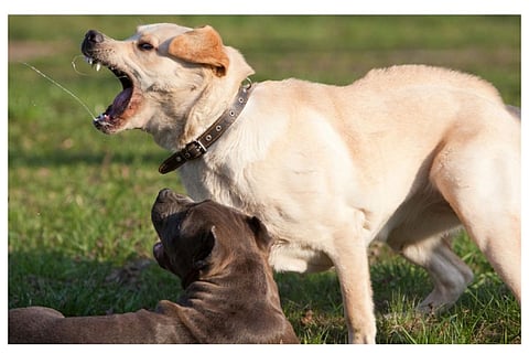 dog