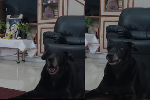 dog