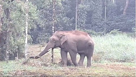elephant 1