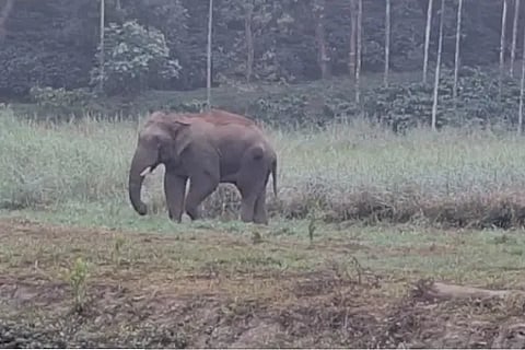 elephant 11