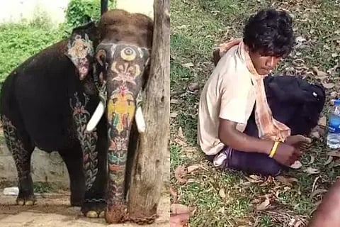 elephant