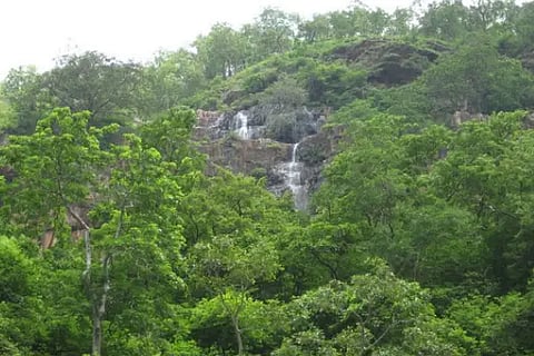 forest land