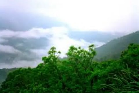 forest