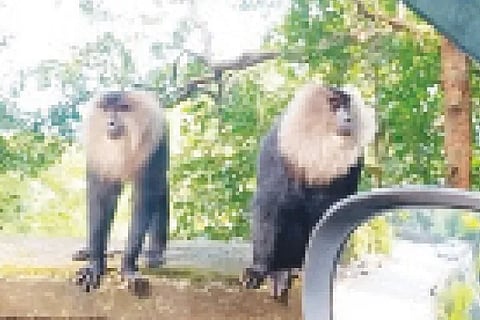langoor