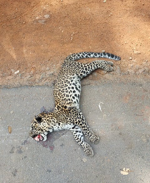 leopard-death