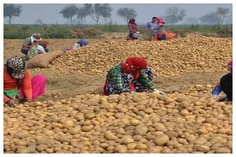 potato