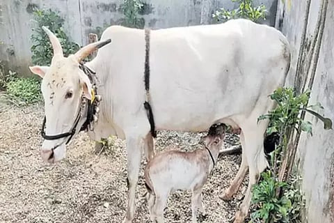 punganur calf born in through surrogacy system This is first in the country