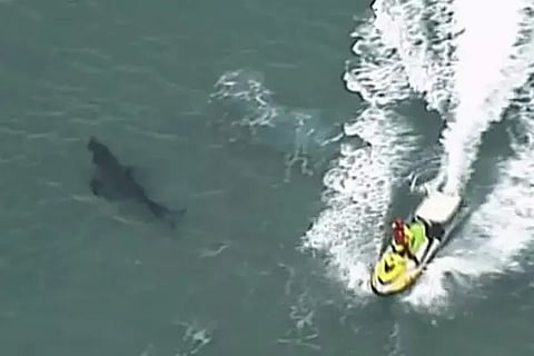 shark 1