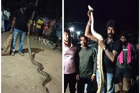 snake
