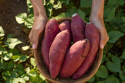 sweet potato