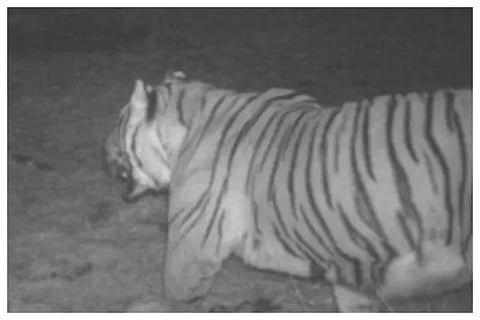 tiger