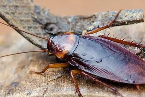 cockroach
