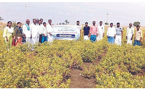 ಎಣ್ಣೆ ಕಾಳು ಬೆಳೆಗಳಿಗೆ ಆದ್ಯತೆ ನೀಡಿ